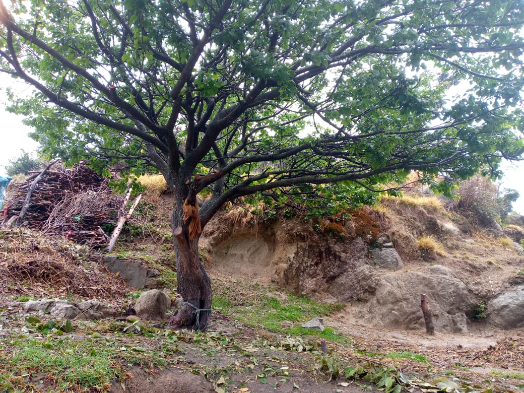 उत्तराखंड – चम्पावत अचानक मौसम ने बदली करवट भारी बारिश