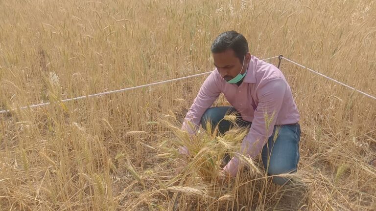 पौड़ी :जिलाधिकारी ने गेहूं काटकर किया क्रॉप कटिंग का शुभारभ..