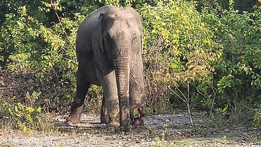लालकुआं- वनों में भोजन की कमी के चलते जंगली हाथी आबादी वाले क्षेत्रों में आने को मजबूर, वन और रेल विभाग में तालमेल की कमी के चलते हो रही हाथियों की मौतें 