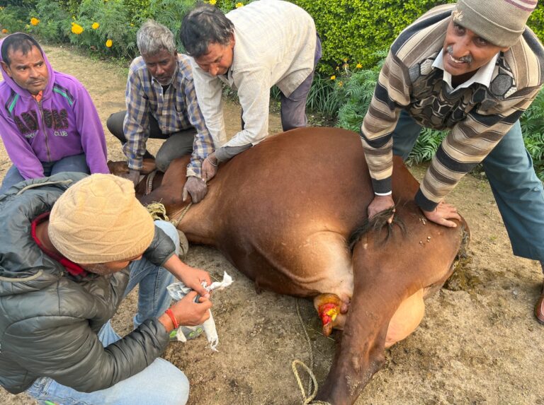 हल्दूचौड़- आवारा घूम रहे गौवंशो के आतंक से निजात दिलाने की मांग।