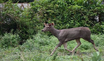 हल्द्वानी- आबादी के बिच पहुंचा सांभर..रामपुर रोड पर होटल तक पहुंचा