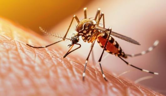 चेतावनी: डेंगू के मामलों से कांप रहा पड़ोसी देश, भारत में भी खतरे की घंटी, जान लीजिए बचाव के उपाय