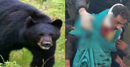 टिहरी: बकरी लेकर जा रहे युवक पर 2 भालुओं ने किया हमला, हिम्मत से ऐसे बचाई अपनी जान