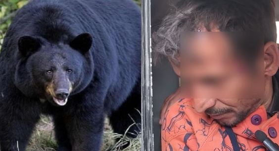 टिहरी- घास काटने जंगल जा रहे व्यक्ति पर भालू ने किया हमला, सिर में आई गहरी चोट