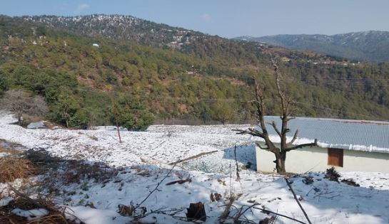 नैनीताल- पहाड़ी क्षेत्रों में बारिश और बर्फबारी से गेहूं, आलू और सेब की फसलों को मिलेगा लाभ
