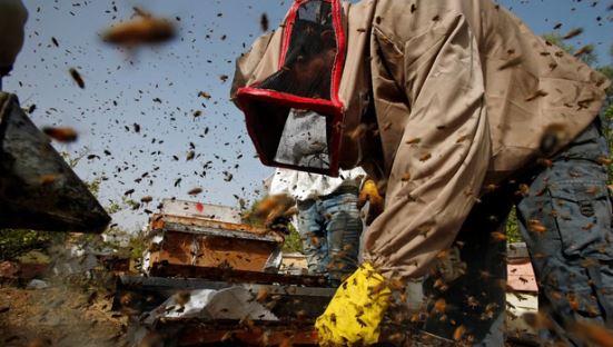 Bee Attack: क्रिकेट मैच के दौरान मधुमक्खियों का हमला, अंपायर की मौत, कई खिलाड़ी हुए घायल