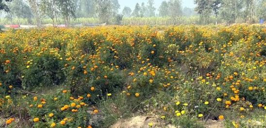 उत्तराखंड- प्रदेश में पुष्प उत्पादन को बढ़ावा देने के लिए बनेगी नीति, उत्पादकों को मिलेंगे अच्छे दाम