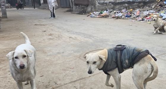 दिल्ली: कड़े होंगे MCD के नियम- बिना पट्टे के कुत्ता घुमाने पर ₹1000 जुर्माना, कई प्रावधानों में बड़ा बदलाव