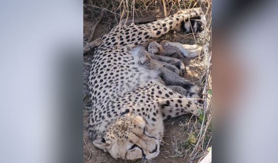 खुशखबरी: कूनो नेशनल पार्क में मादा चीता ज्वाला ने दिए 5 शावकों को जन्म, तीसरी बार बनी मां, भारत में संख्या पहुंची 53