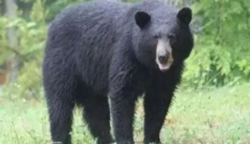 चमोली: खेतों से चारा ला रही महिला पर घात लगाए बैठे भालू ने किया हमला, सिर, गर्दन और मुहं नोंच डाला