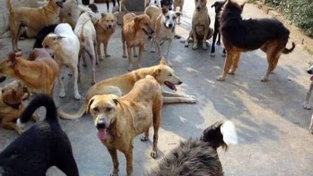 कुत्तों ने 7 साल की बच्ची को नोच-नोचकर मारा, खून से लथपथ शव देख चीत्कार उठी मां