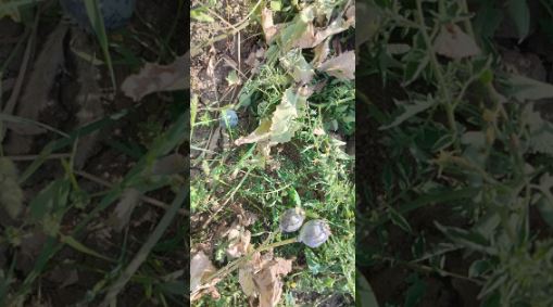 शिक्षक की जमीन पर अवैध अफीम की खेती का भंडाफोड़, 27 किलो हरे पौधे जब्त