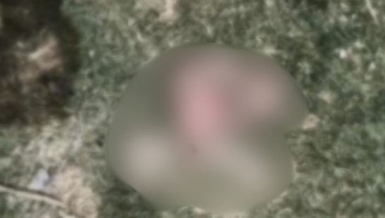 मानवता तार-तार: नाले में पड़ा नवजात का शव, कुत्तों ने नोच-नोचकर खाया,; दिल दहला देगा ये मामला