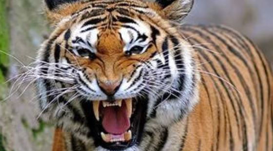 नैनीताल: खेत में काम कर रहे युवक को बाघ ने बनाया निवाला, ग्रामीणों में दहशत का माहौल