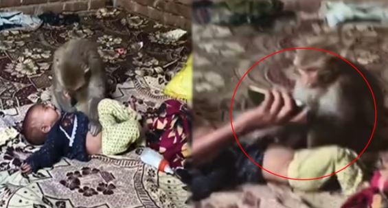 कमरे में घुस बंदर ने नवजात को एक घंटे तक कब्जे में रखा, इस तरह बचाई मासूम की जान