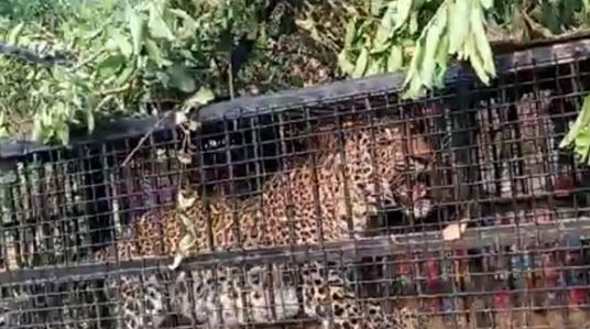 भीमताल- दोगड़ा में पिंजरे में कैद हुआ तेंदुआ, क्षेत्र में 2 लोगों की मौत से ग्रामीणों में था भय का माहौल