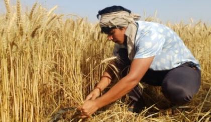 एशियन चैंपियन तान्या चौधरी खेत में काट रहीं फसल, आठ गोल्ड सहित 15 से ज्यादा मेडल