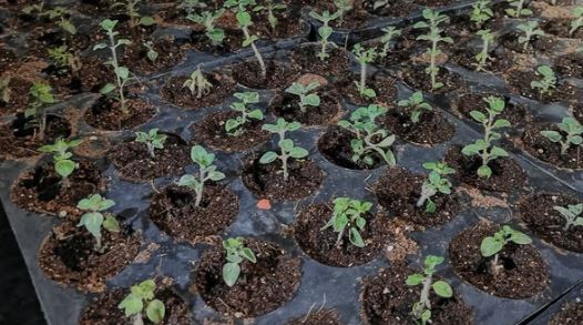 उत्तराखंड- पहली बार बद्री तुलसी की होगी व्यावसायिक खेती, भगवान बदरी विशाल की पूजा में होती है इस्तेमाल