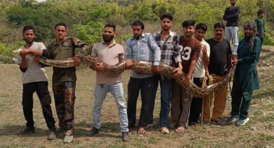 देहरादून- गुर्जर बस्ती में निकला 14 फीट लंबा अजगर, वन विभाग की टीम ने किया रेस्क्यू