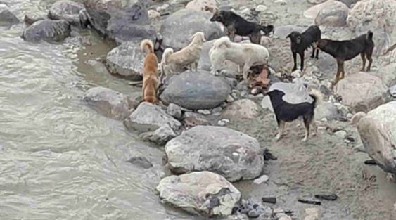 उत्तरकाशी: अधजले शवों के टुकड़ों को नोच खा रहे लावारिस कुत्ते, मोक्ष केदार घाट पर विचलित कर देने वाला दृश्य