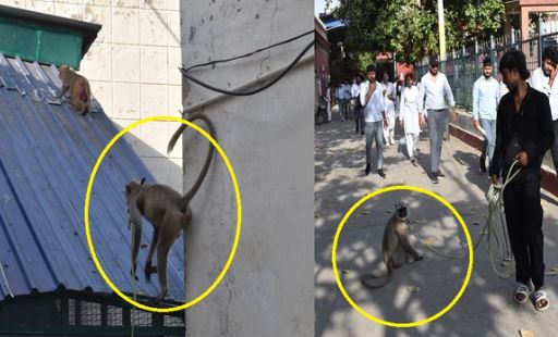 एक अनोखी ड्यूटी: 12 हजार की सैलरी पर कॉलेज में गोलू लंगूर कर रहा गार्ड का काम, ड्यूटी सुबह 8 से शाम पांच बजे तक