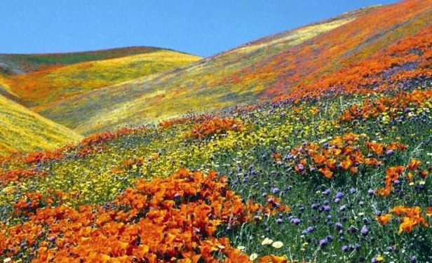 Valley of flowers- फूलों की घाटी में रंगत बिखेरने लगे फूल, 1 जून को खुलेगी, वन विभाग का दल निरीक्षण कर लौटा