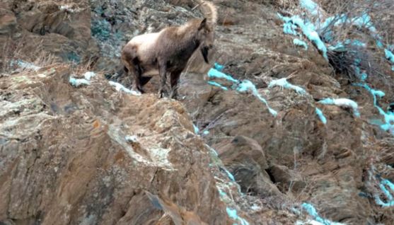 देहरादून- नंदादेवी पार्क में दिखे हिमालयन थार, साइबेरियन विजल, काला भालू, 40 ट्रैप कैमरे खोलेंगे नए राज