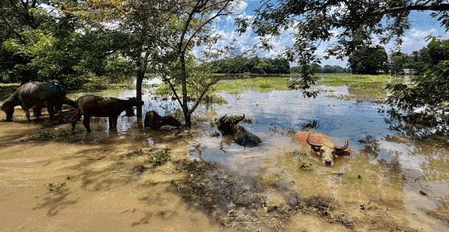 बाढ़ का कहर: ओडिशा में महानदी का खतरा बढ़ा, असम में बाढ़ पीड़ितों को EMI से राहत