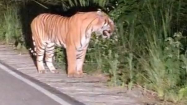 ऋषिकेश- जंगलों में बढ़ी बाघों की दहाड़, 16 साल में 215 % हुई बढ़ोतरी, राजाजी टाइगर रिजर्व की अहम भूमिका