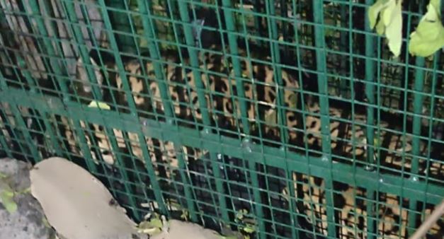 अफसर करते रह गए दिशा-निर्देश का इंतजार,पिंजरे में कैद गुलदार की पिंजरे में ही हो गई मौत