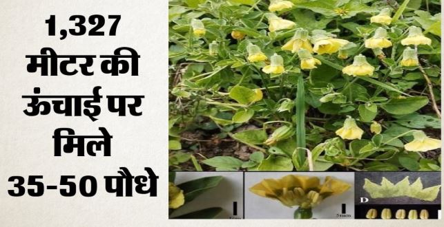 बॉटनिकल सर्वे ऑफ इंडिया की खोज: हिमाचल में मिली रसभरी की नई प्रजाति, किसानों की आय का विकल्प बनेगा फल