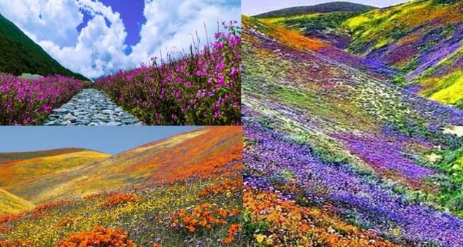 उत्तराखंड: फूलों की घाटी में पर्यटकों का नया रिकॉर्ड, इस साल 22 हजार से अधिक पर्यटकों ने किया दीदार