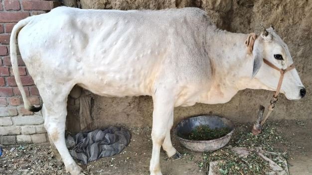 उत्तराखंड: लंपी रोग की आहट से सरकार अलर्ट, जिले व राज्य से बाहर पशुओं को लाने ले जाने पर रोक