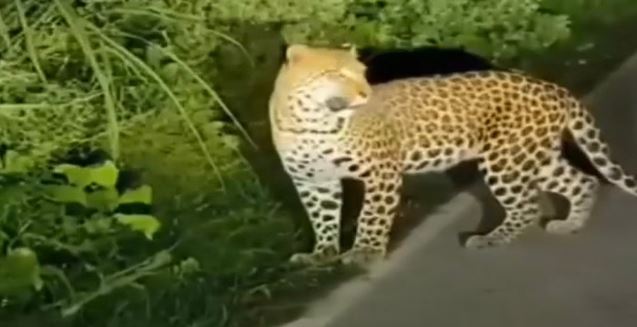 ऊधमसिंह नगर- सुल्तानपुर पट्टी-कोसी बांध मार्ग पर दिखा तेंदुआ, क्षेत्र में दहशत