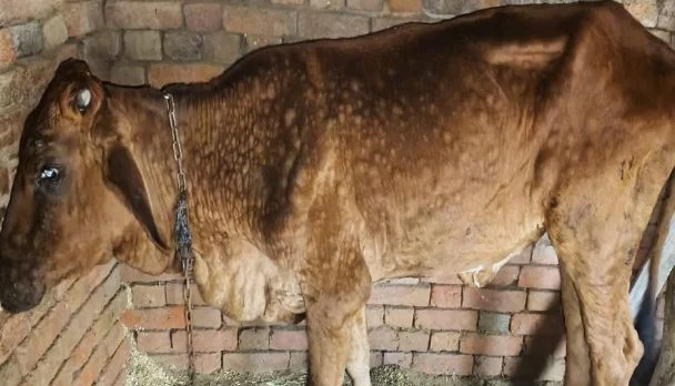 उत्तराखंड: प्रदेश में लंपी रोग की दस्तक, 21 सैंपल पॉजिटिव, 635 संदिग्ध मामले, अब तक एक बछड़े की हो चुकी मौत