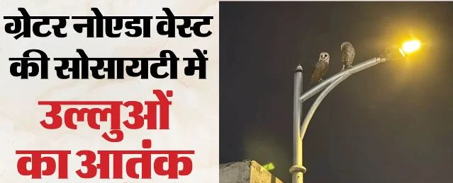 ग्रेटर नोएडा: ला रेजीडेंसिया सोसायटी में उल्लुओं का हमला जारी, अब तक 3 निवासियों को बना चुके निशाना