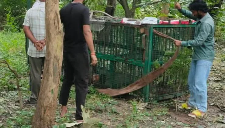 अयोध्या- तेंदुए को पकड़ने के लिए सैन्य क्षेत्र में लगाया जा रहा पिंजरा