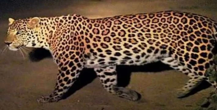 लालकुआं / मोटाहल्दू- बीसीआरएम पब्लिक स्कूल के पास दिखा तेंदुआ, बिंदुखत्ता से मोटाहल्दू तक दहशत