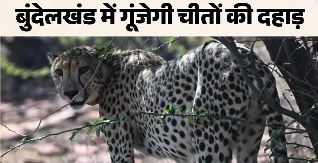 एमपी में चीतों का तीसरा ठिकाना तैयार: बुंदेलखंड में शुरू होगा नया अध्याय, CM मोहन यादव आज छोड़ेंगे दो चीते