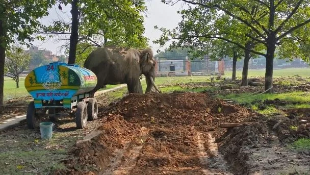 काबू में आया धनराज: लगे तीन इंजेक्शन, हथिनी को देखने के बाद बिदक गया था, महावत का ट्रॉमा सेंटर में चल रहा इलाज