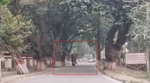 हरिद्वार: 17 हाथियों पर नजर, डब्लूडब्लूएफ के सहयोग से छह को पहनाया जाएगा रेडियो कॉलर