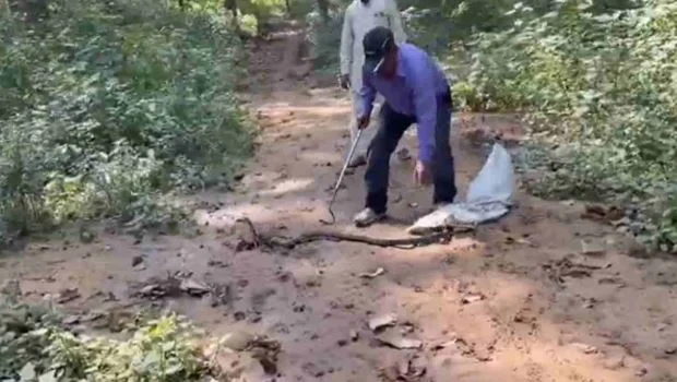जौलीग्रांट: 3 दिन से घरों के आसपास घूम रहा था 10 फीट लंबा किंग कोबरा, जंगल में छोड़ा