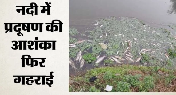 यमुना में फिर मृत मिलीं मछलियां, दिल्ली के पानी में रासायनिक कचरे से लेकर ऑक्सीजन की कमी तक की आशंका