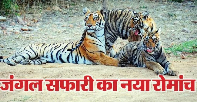राजस्थान: रणथंभौर से कूनो और माधव तक बनेगा वाइल्डलाइफ टूरिज्म सर्किट, एक सफर में दिखेंगे चीते और बाघ