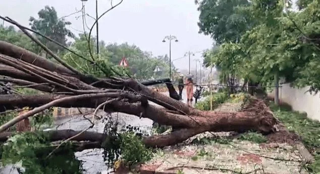 चक्रवात अर्नब- आंध्र प्रदेश और ओडिशा के कई जिलों में अलर्ट, आंधी से उखड़े कई पेड़-खंभे